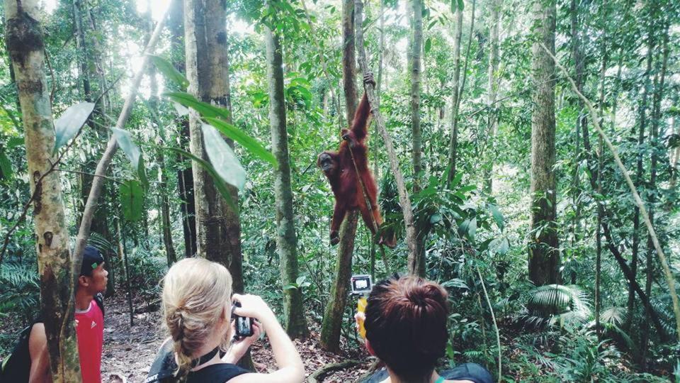 Orangutantreksumatra & Lovely Jungle Lodge Only Book If You Are Treking With Us Bukit Lawang Εξωτερικό φωτογραφία