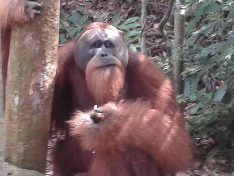 Orangutantreksumatra & Lovely Jungle Lodge Only Book If You Are Treking With Us Bukit Lawang Εξωτερικό φωτογραφία