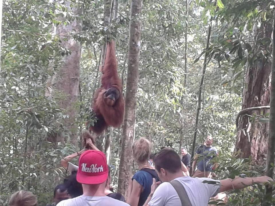 Orangutantreksumatra & Lovely Jungle Lodge Only Book If You Are Treking With Us Bukit Lawang Εξωτερικό φωτογραφία