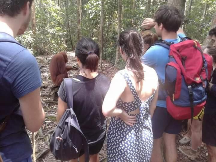 Orangutantreksumatra & Lovely Jungle Lodge Only Book If You Are Treking With Us Bukit Lawang Εξωτερικό φωτογραφία