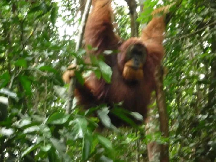 Orangutantreksumatra & Lovely Jungle Lodge Only Book If You Are Treking With Us Bukit Lawang Εξωτερικό φωτογραφία