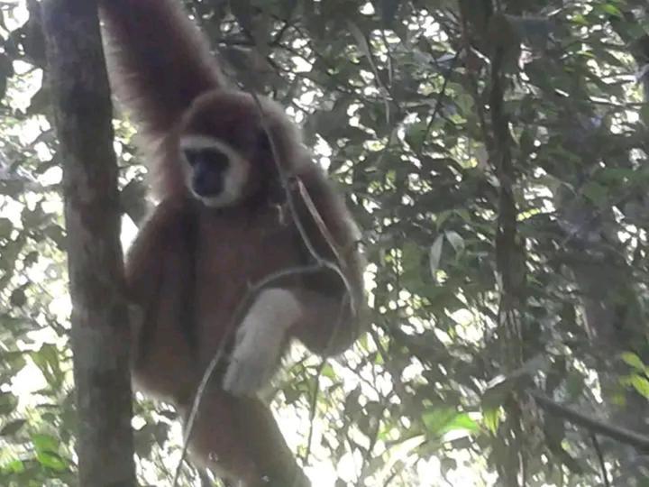 Orangutantreksumatra & Lovely Jungle Lodge Only Book If You Are Treking With Us Bukit Lawang Εξωτερικό φωτογραφία