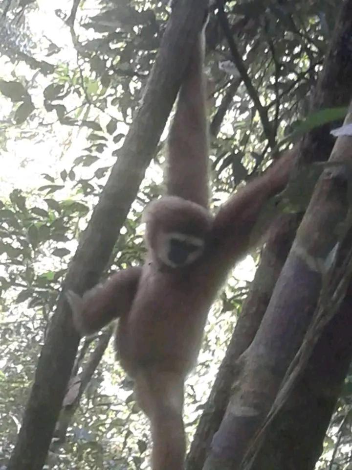 Orangutantreksumatra & Lovely Jungle Lodge Only Book If You Are Treking With Us Bukit Lawang Εξωτερικό φωτογραφία