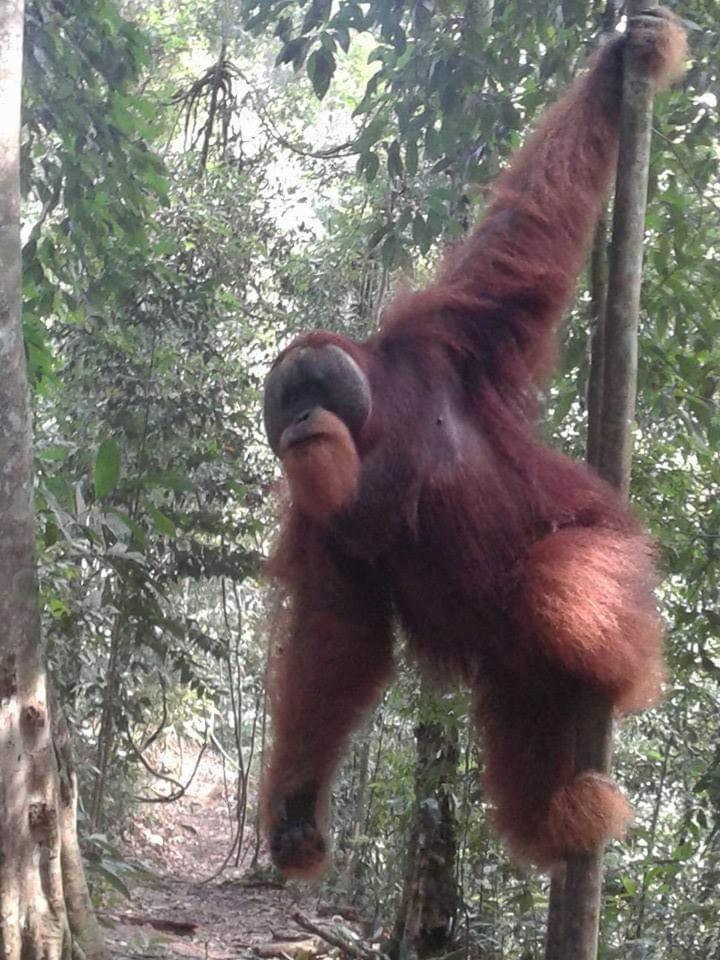 Orangutantreksumatra & Lovely Jungle Lodge Only Book If You Are Treking With Us Bukit Lawang Δωμάτιο φωτογραφία