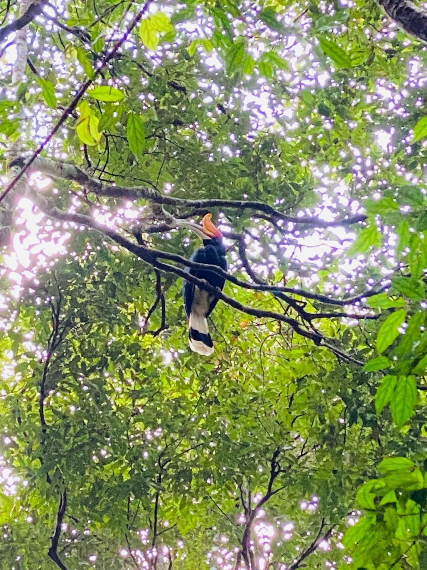 Orangutantreksumatra & Lovely Jungle Lodge Only Book If You Are Treking With Us Bukit Lawang Εξωτερικό φωτογραφία