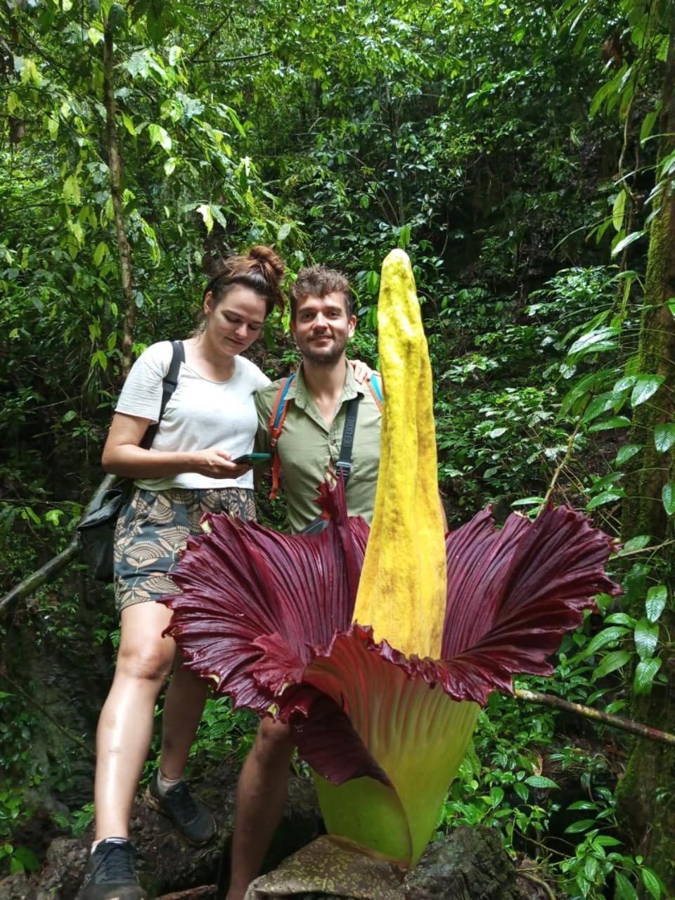 Orangutantreksumatra & Lovely Jungle Lodge Only Book If You Are Treking With Us Bukit Lawang Εξωτερικό φωτογραφία