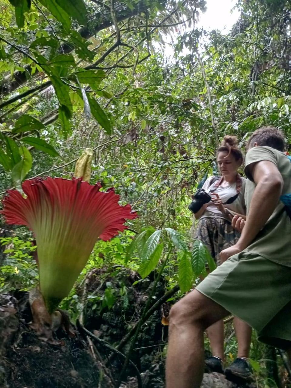Orangutantreksumatra & Lovely Jungle Lodge Only Book If You Are Treking With Us Bukit Lawang Εξωτερικό φωτογραφία